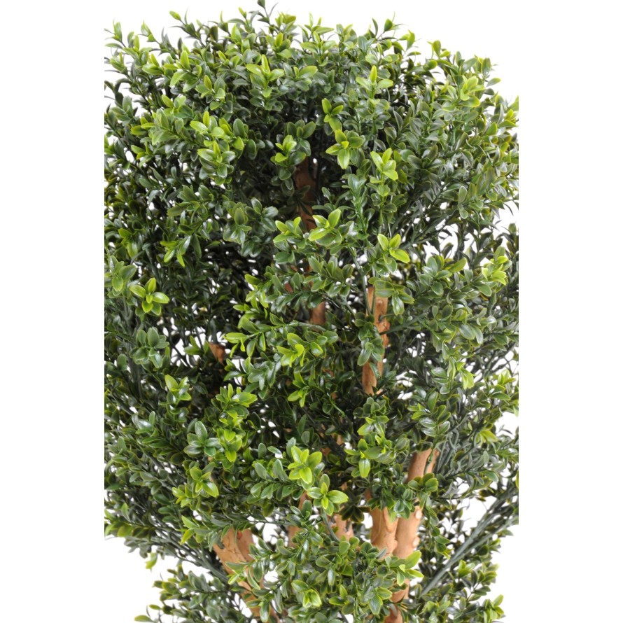 BOXWOOD NEW BUSH UV