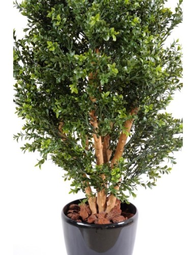 BOXWOOD NEW BUSH UV