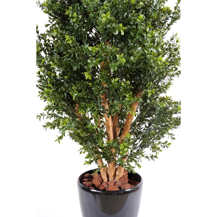 BOXWOOD NEW BUSH UV
