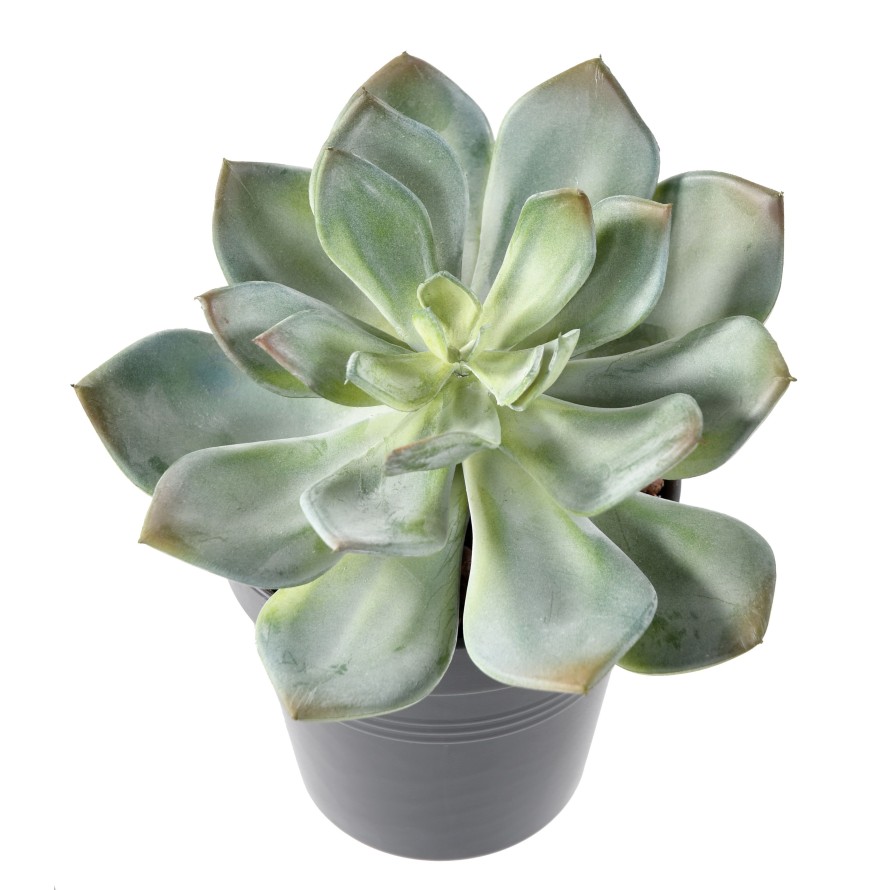 SUCCULENT *25
