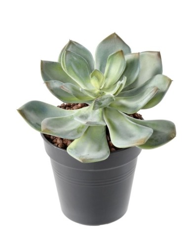 SUCCULENT *25