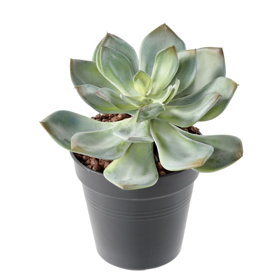 SUCCULENT *25