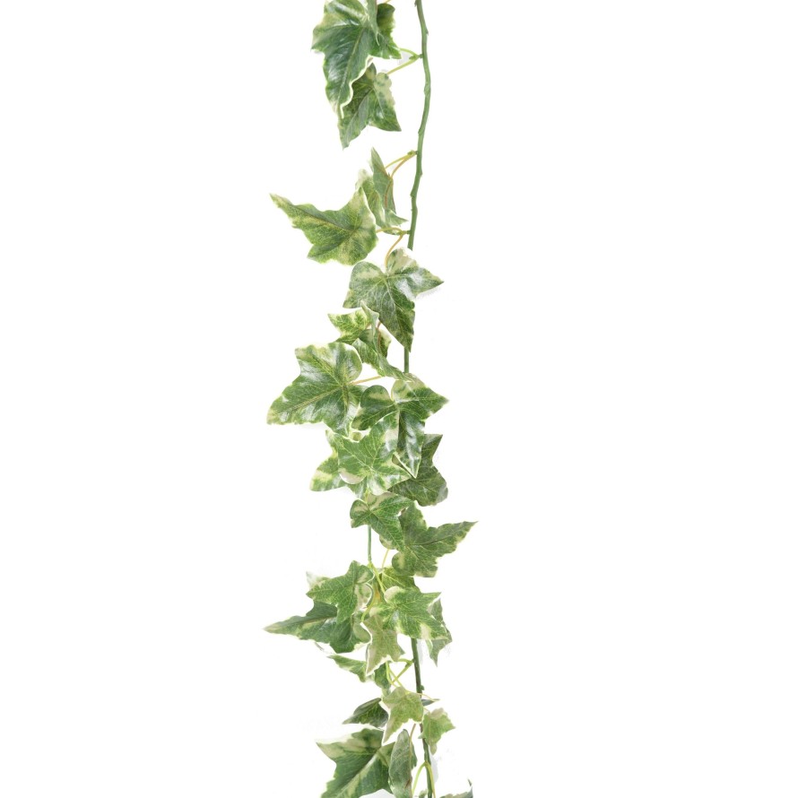 HIEDRA HOLANDESA GUIRNALDA