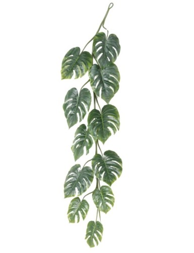 PHILODENDRON MONSTERA GROSS...