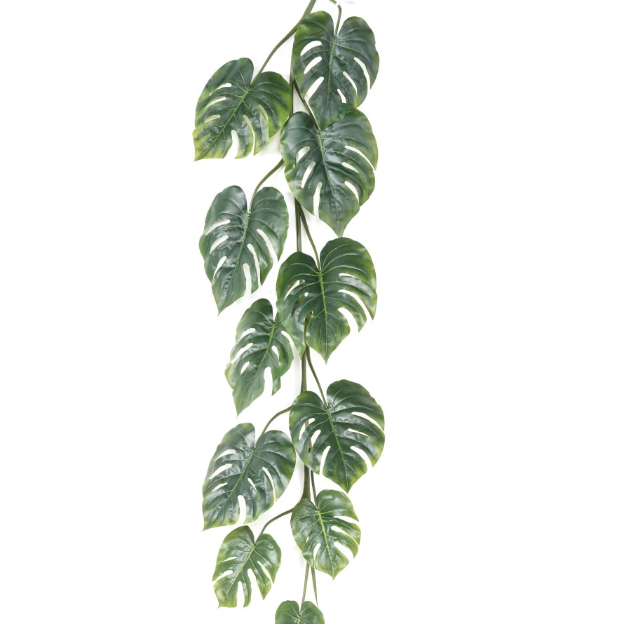 PHILODENDRON MONSTERA LARGE GUIRNALDA