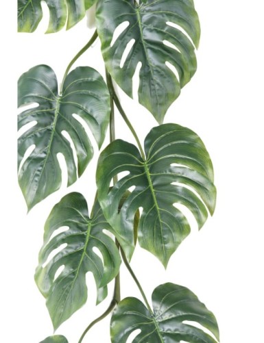 PHILODENDRON MONSTERA LARGE GUIRNALDA