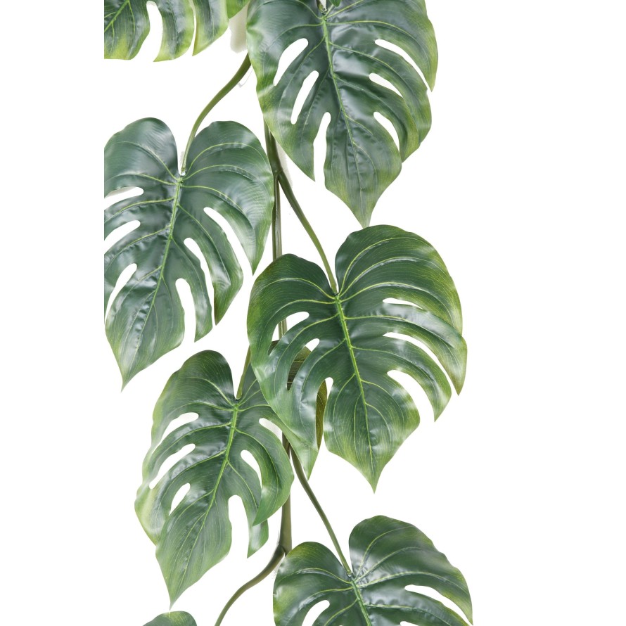 PHILODENDRON MONSTERA LARGE GUIRNALDA