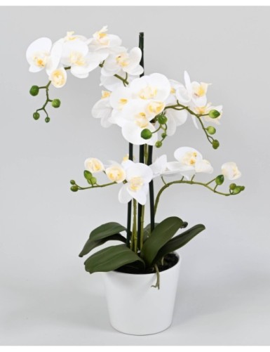 PHALAENOPSIS ORQUÍDEA EN...