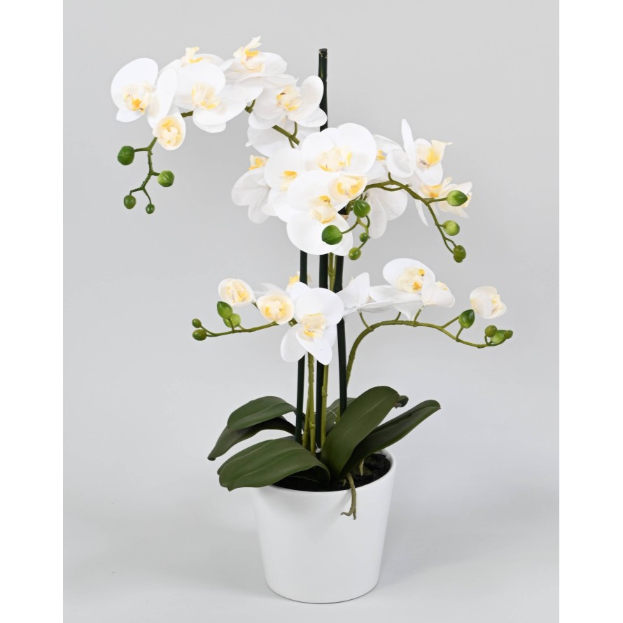 PHALAENOPSIS TOPF *5