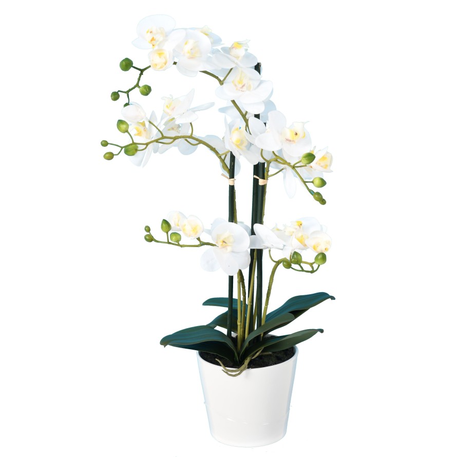 PHALAENOPSIS TOPF *5
