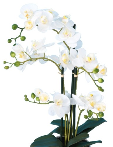 PHALAENOPSIS TOPF *5