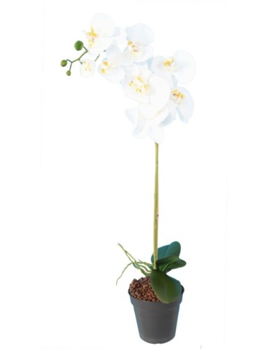 PHALAENOPSIS ORQUÍDEA 9