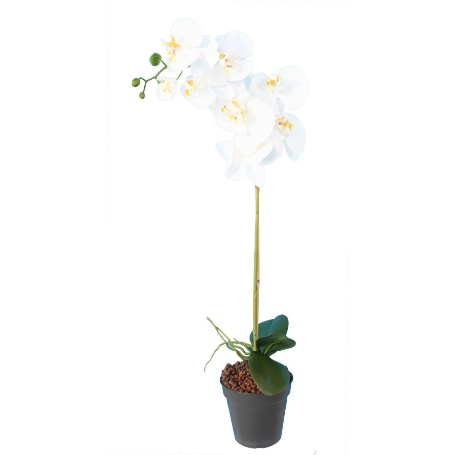 PHALAENOPSIS ORQUÍDEA 9