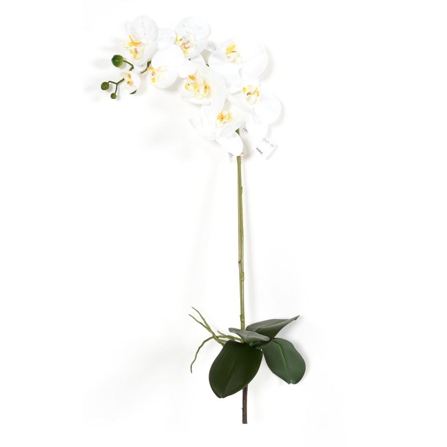 PHALAENOPSIS ORQUÍDEA 9
