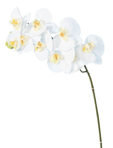 PHALAENOPSIS ORQUÍDEA TALLO