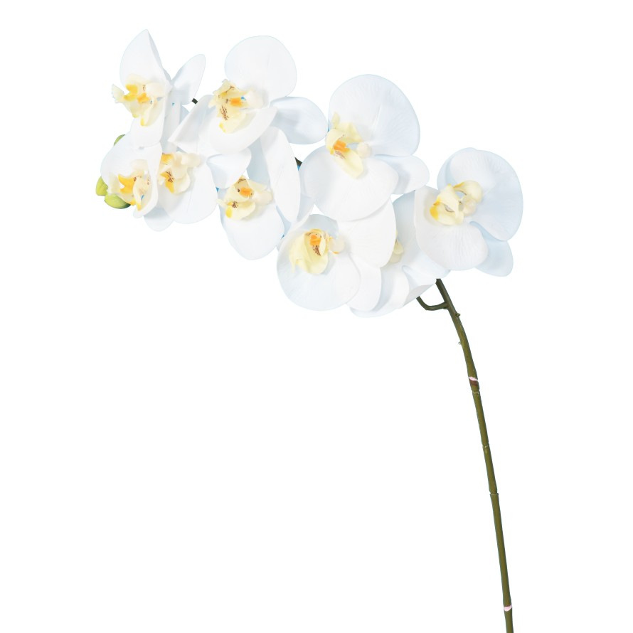 PHALAENOPSIS ORQUÍDEA TALLO