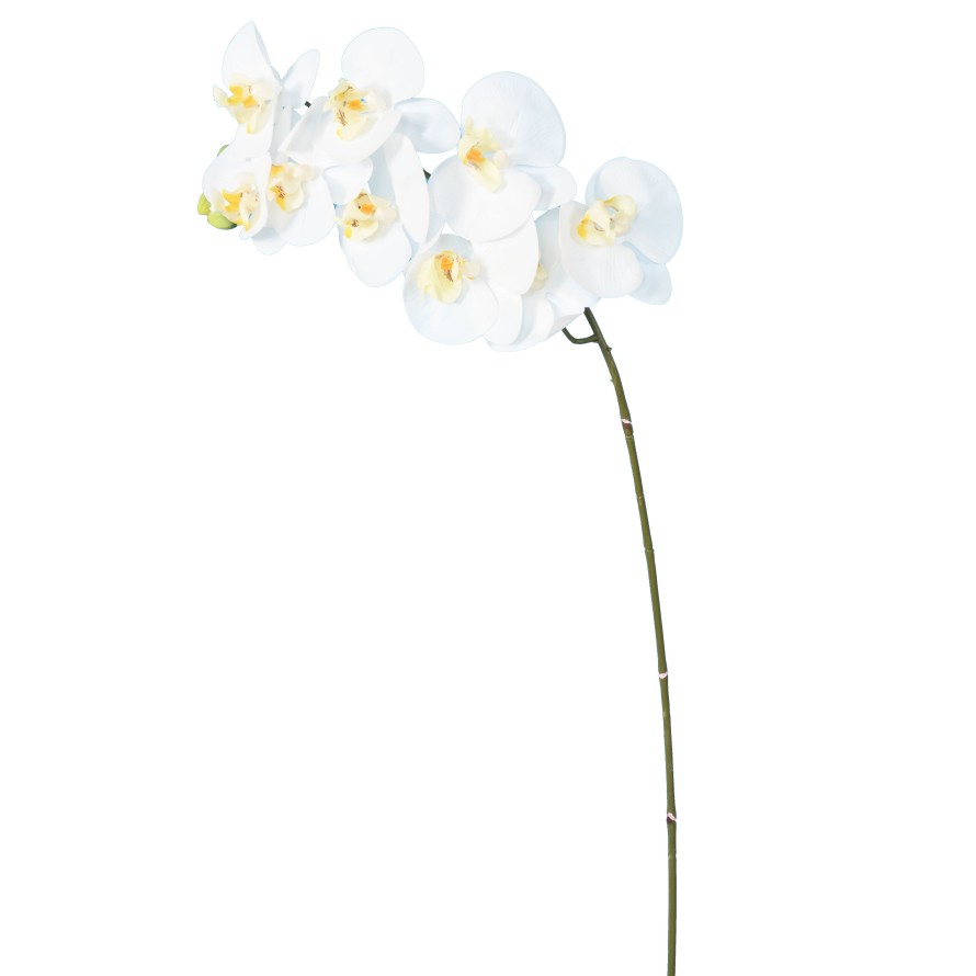 PHALAENOPSIS ORCHID STEM