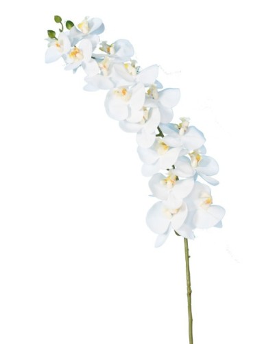 PHALAENOPSIS STIEL
