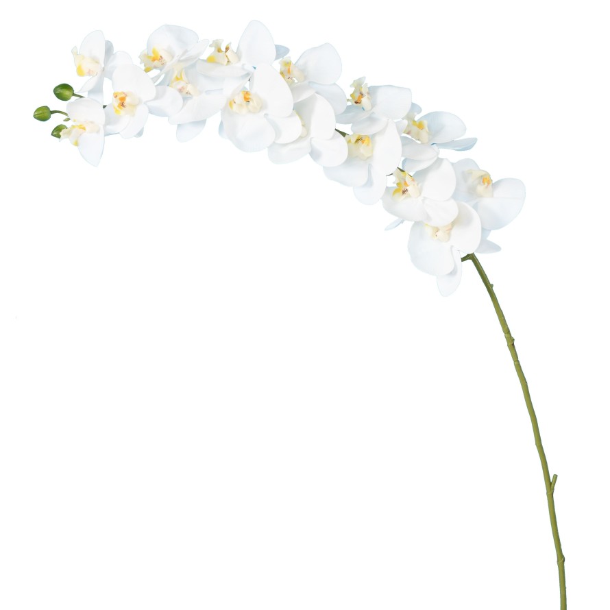 PHALAENOPSIS ORCHID STEM