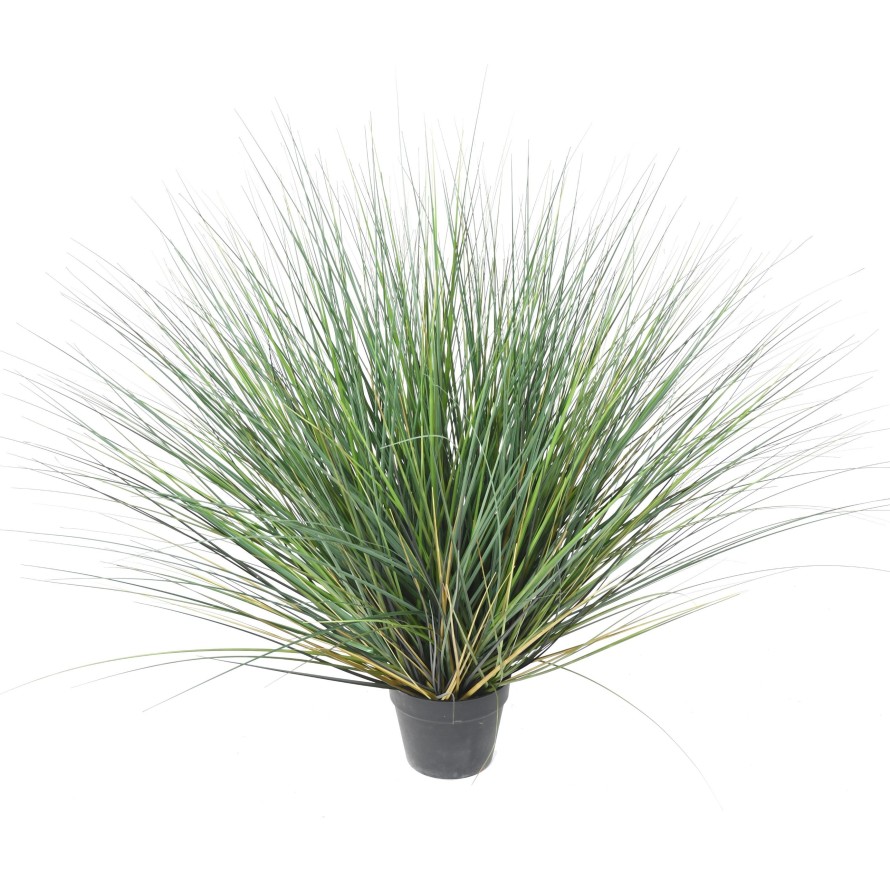 HIERBA DE CEBOLLA NEW REDONDA