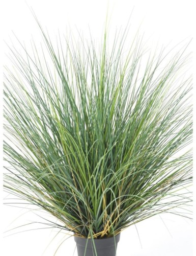 HIERBA DE CEBOLLA NEW REDONDA