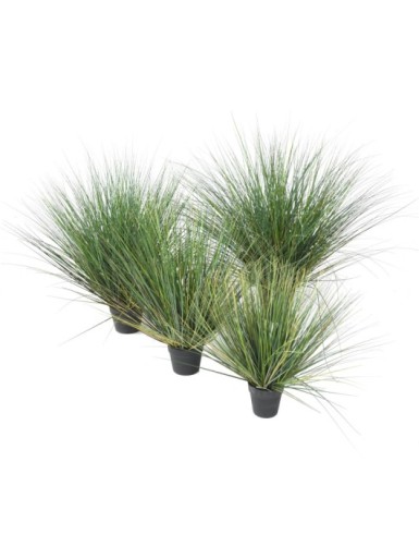 ZIERGRÄSER NEW RUND