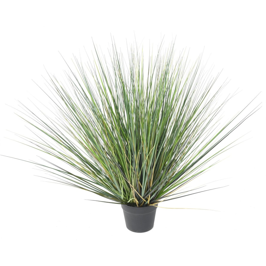 ONION GRASS NEW ROUND