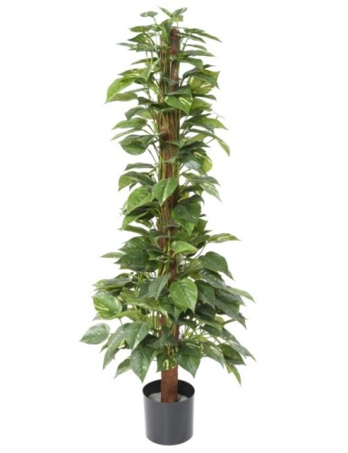 POTHOS CON TUTOR