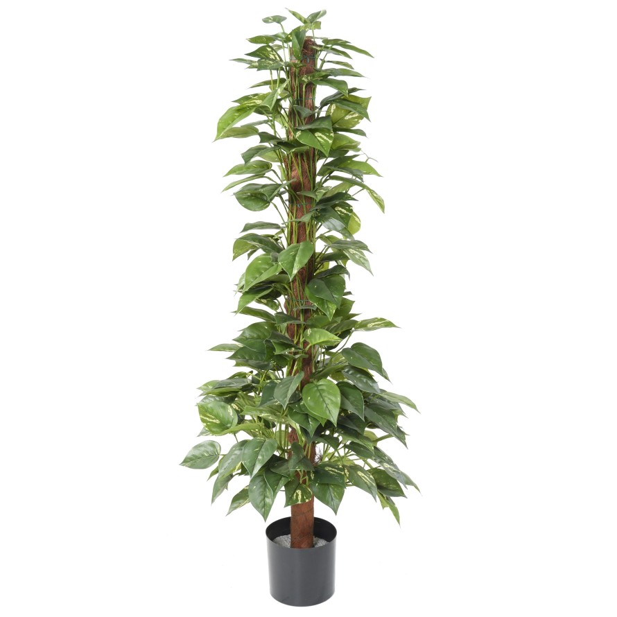 POTHOS CON TUTOR