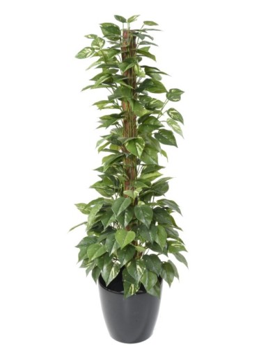 POTHOS CON TUTOR