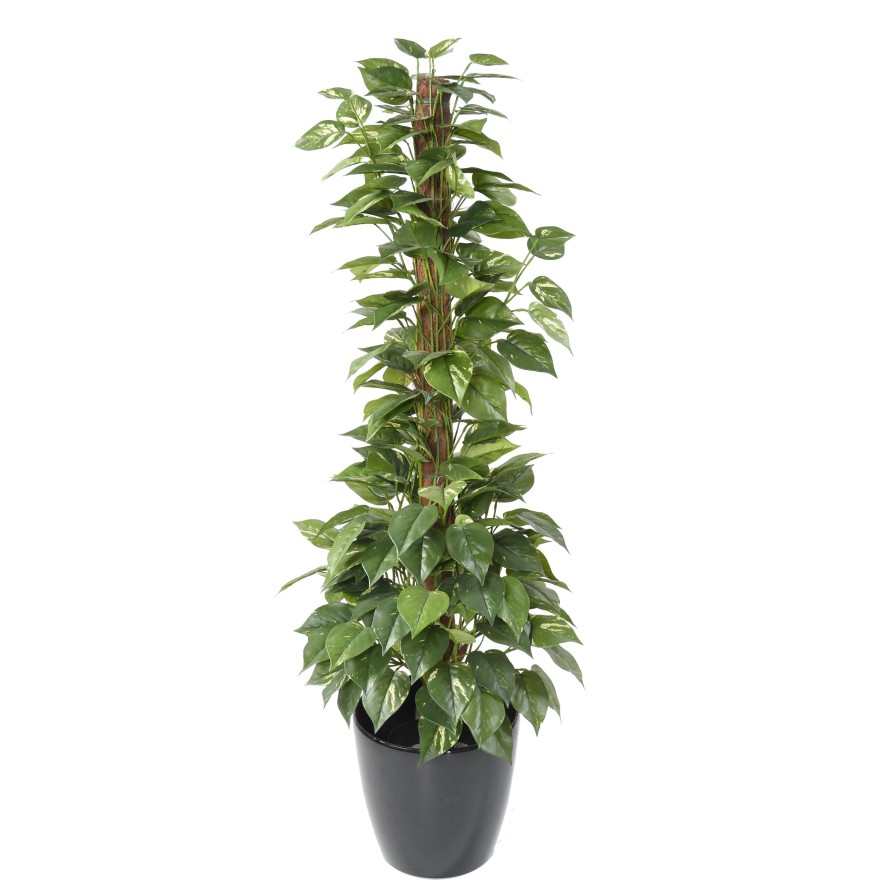 POTHOS CON TUTOR