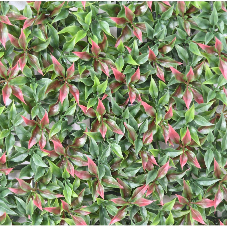 RUSCUS PLATTE