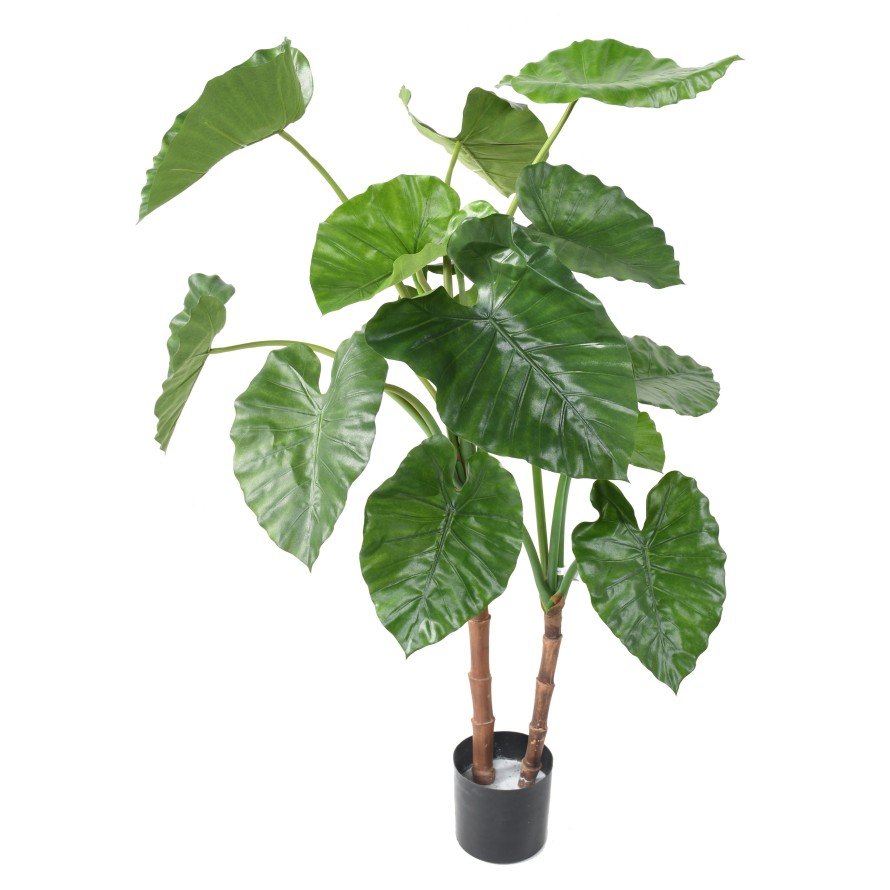 ALOCASIA CALIDORA TB