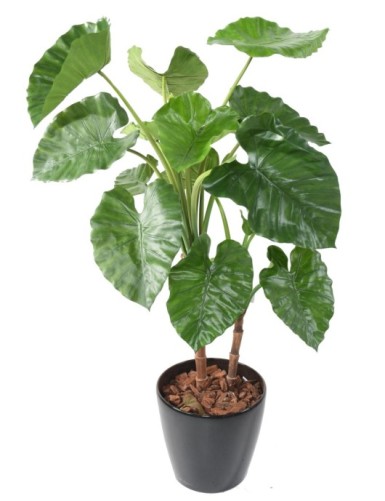 ALOCASIA CALIDORA TB