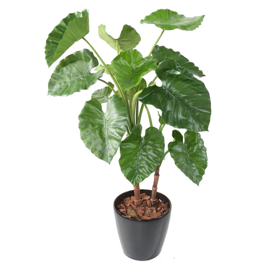 ALOCASIA CALIDORA TB