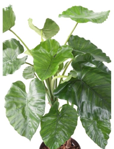 ALOCASIA CALIDORA TB
