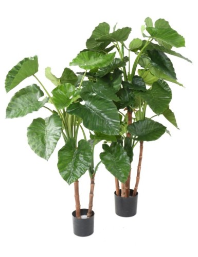 ALOCASIA CALIDORA TB