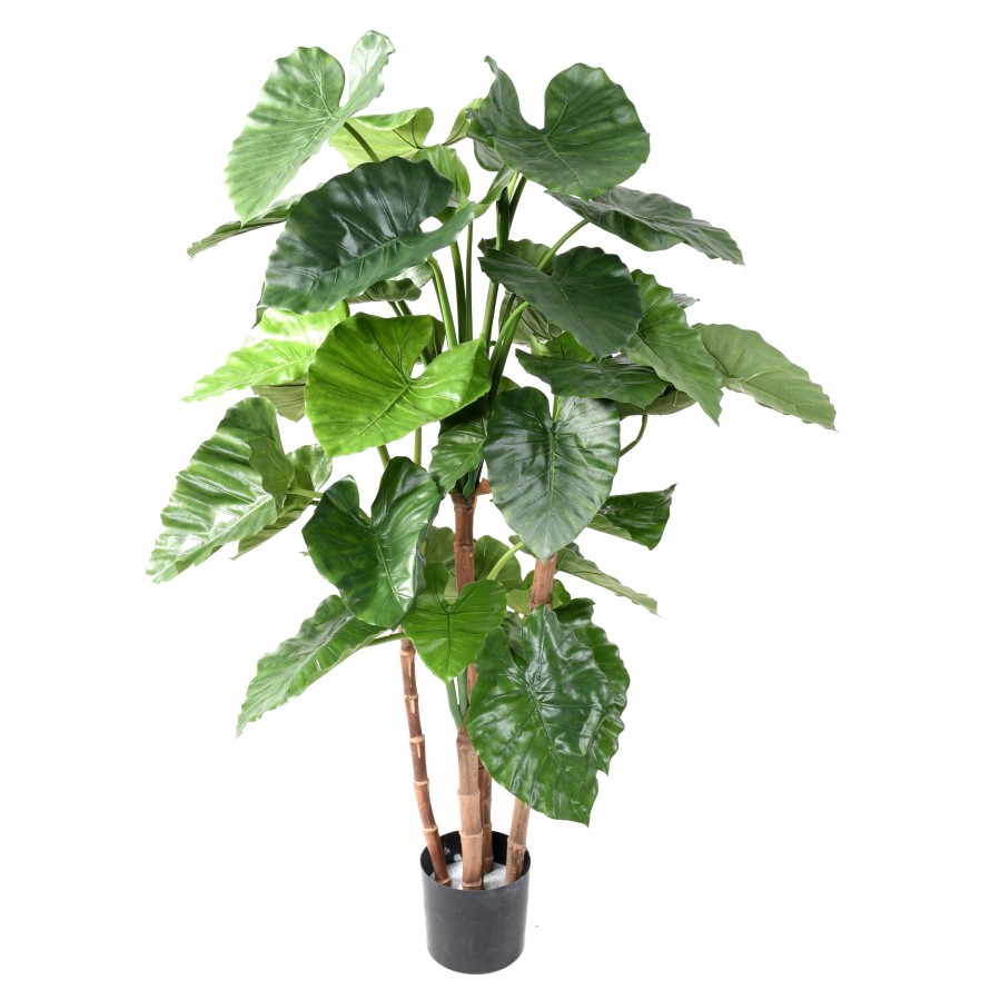 ALOCASIA CALIDORA TB