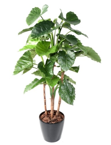 ALOCASIA CALIDORA TB