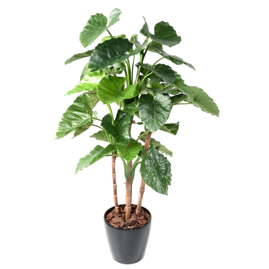 ALOCASIA CALIDORA TB