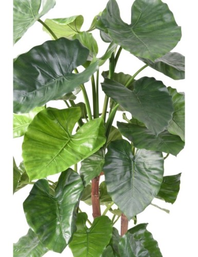 ALOCASIA CALIDORA TB