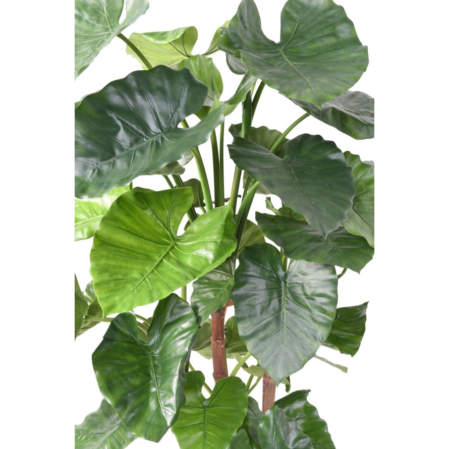 ALOCASIA CALIDORA TB