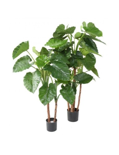 ALOCASIA CALIDORA TB