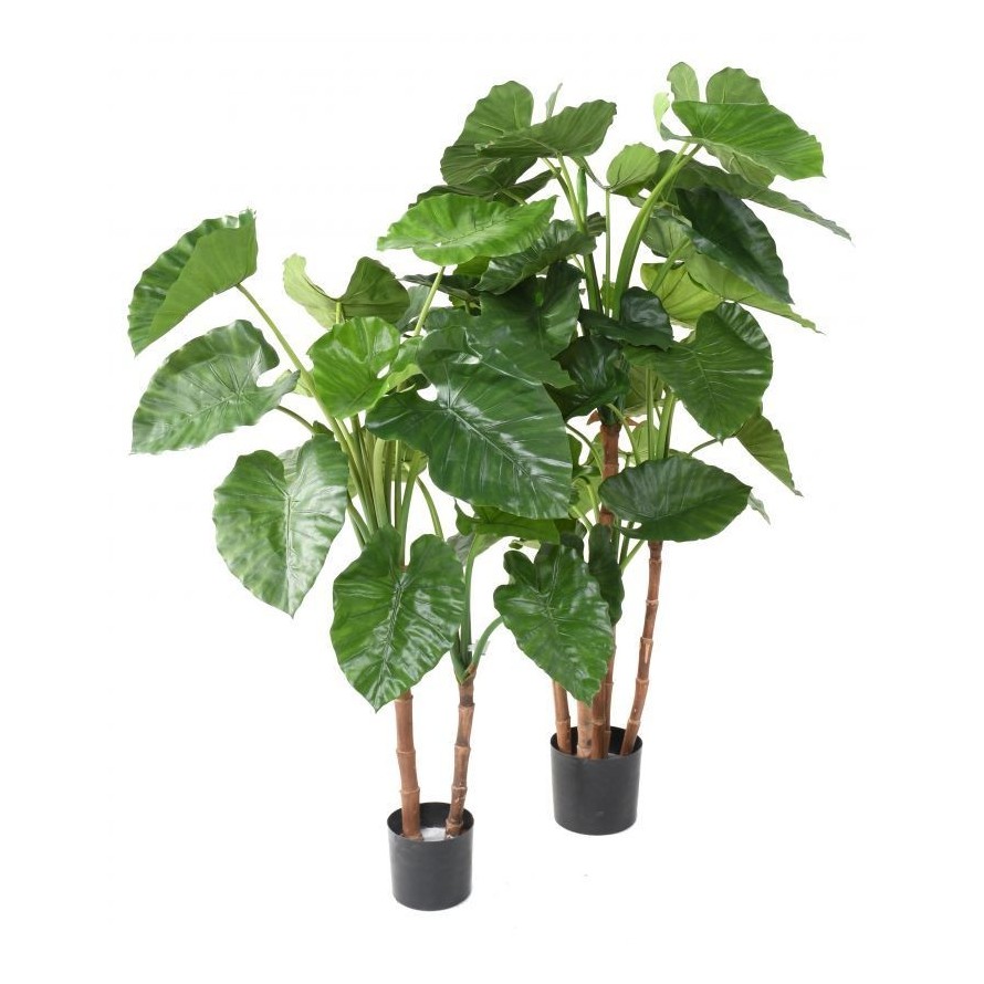 ALOCASIA CALIDORA TB