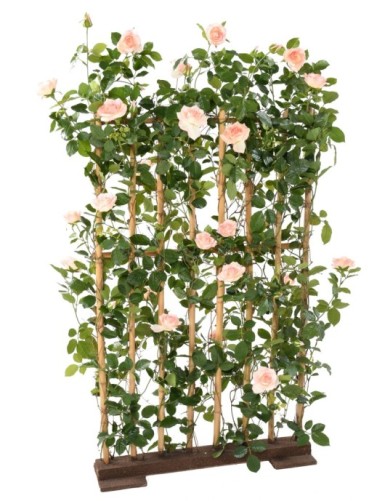 ROSE (Königin der)...