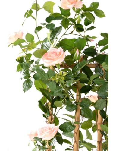 ROSE (Königin der) SICHTSCHUTZMATTE GROSS