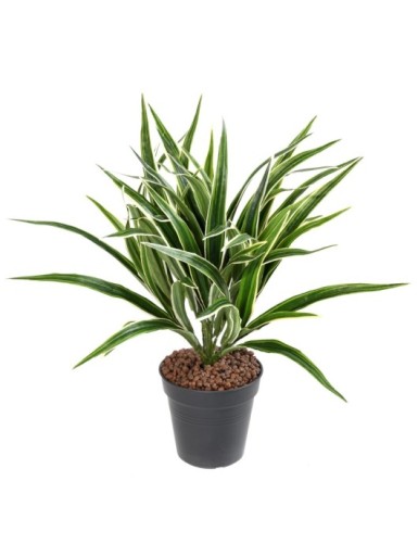 CHLOROPHYTUM ARBUSTO