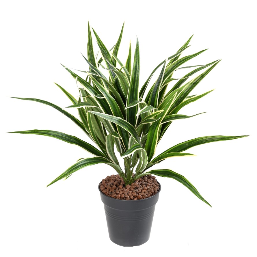 CHLOROPHYTUM ARBUSTO