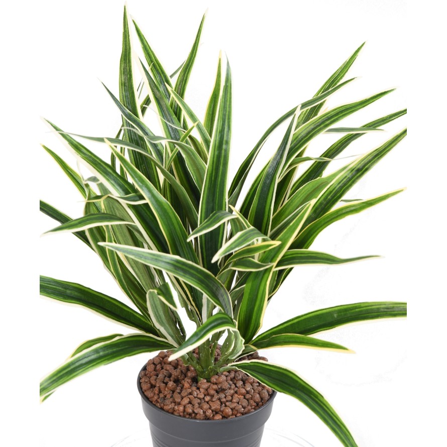 CHLOROPHYTUM ARBUSTO