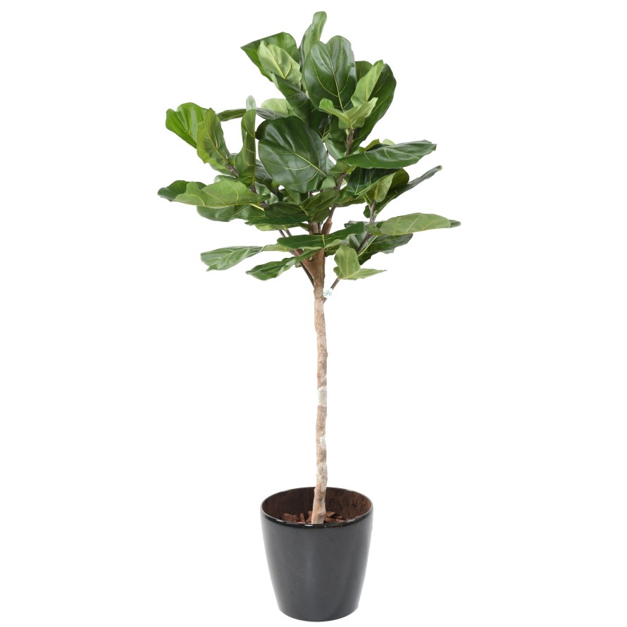 LYRATA STÄNGEL KRONE